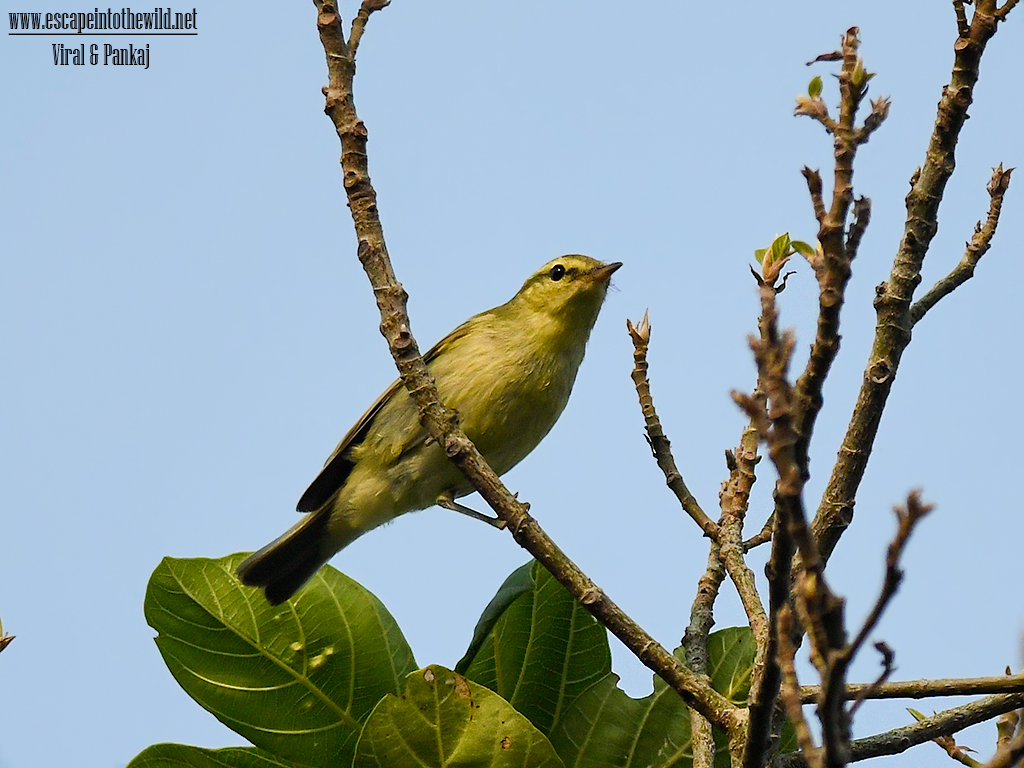 Green Warbler